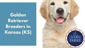 The golden retriever has an affectionate, gentle, and friendly disposition. 27 Golden Retriever Breeders In Kansas Ks Golden Retriever Puppies For Sale Animalfate
