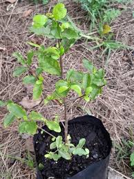 Image result for Coffea racemosa