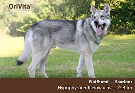 Wolfhund — wolfshund beziehungsweise wolfhund tragen folgende hunderassen in ihrem namen: Rassenportfolio Rassebeschreibung Wesenseigenschaften Gesundheit Lebenserwartung Saarloos Wolfhund Combibreed Dna Tests Fur Ihren Hund