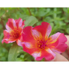 Selain sebagai perlambang cinta, bunga yang memiliki nama latin rosa damascela mill ini juga memiliki. Rare Super Big Size Bunga Ros Jepun Japanese Rose Flower ä¹ç‚¹èŠ± Shopee Malaysia