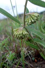 Green Comet Milkweed Nash Prairie Plants List Inaturalist