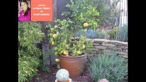 We did not find results for: Lemon Tree Care Grow Lemon Tree Meyer Lemon Tree In A Container Citrus Shirley Bovshow Youtube