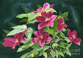 Check spelling or type a new query. Maroon Colored Clematis Flowers Dark Background Painting By Sharon Freeman