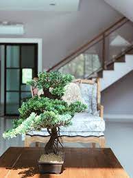 Bonsai Tree For Living Room Decor Apartment Living Room Design Apartment Decor Living Room Decor