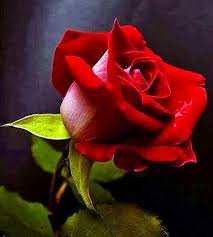 Red Rose | Backyards Click | Beautiful flowers, Red roses, Amazing flowers