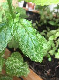 This of course leaves a scar but until these little white plugs are out, the sore won't heal. Mint Mint With White Spots On Leaves