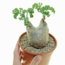 Image result for Cyphostemma jaegeri