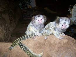 Do consider what you have planned in the future and how your monkey will fit in it for some species of monkeys can live up to 40 years. Pygmy Marmoset For Sale Price In Gueckedou Guinea