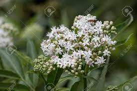 Maybe you would like to learn more about one of these? Closeup Image Of Cluster Of Small White Flowers With Purple Tips Stock Photo Picture And Royalty Free Image Image 81656855