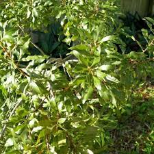 These are the best evergreen and flowering hedge shrubs, bushes and plants that grow or can be maintained at heights between 10 and 15 feet tall. Wax Myrtle Southern Myrica Cerifera 50 Seeds