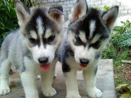 Black And White Husky Puppy For Sale We Have Two Lovely Male And Female Siberian Husky Puppies With Blue Eyes Ready Husky Puppies For Sale Husky Puppy White Husky Puppy