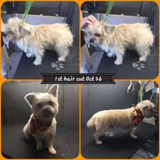 Warm massaging baths, fluff a splash of glamour provides the most convenient, professional, grooming service for your furbaby right in front of your own home. Tanya S Mobile Grooming Houston 18 Photos 15 Reviews Pet Groomers 11019 Bellbrook Dr Houston Tx Phone Number