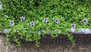 Image result for Bacopa monnieri