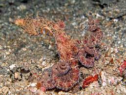 Algae Octopus Science And The Sea Octopus Algae Little Critter