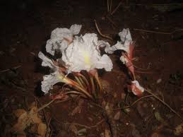 Image result for Siphonochilus longitubus