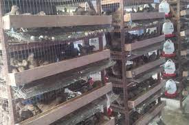 Tentunya, permintaan telur puyuh yang tinggi membuka peluang usaha ternak puyuh. Mau Coba Beternak Di Tengah Kota Coba Burung Puyuh