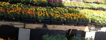 All about flowers tarboro nc. The 15 Best Places For Flowers In Raleigh