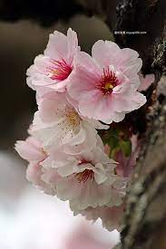 takasago flowers plants sakura