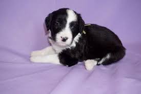 Sheepadoodle puppies now available, if you have been looking for a puppy im sure you have ran across all of the online scams that are going around sheepadoodle male, 10 weeks orange county, california. Sheepadoodle For Sale California