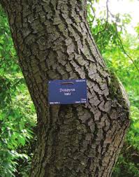 Image result for Diospyros mweroensis