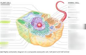 Maybe you would like to learn more about one of these? E1 Bacteriology Plant And Animal Cell Diagram Diagram Quizlet