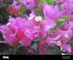 Image result for Bougainvillea sp. cultivar