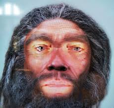 Reconstruction of Australopithecus Afarensis, Homo Erectus, Homo  Neandertalensis, Homo Sapiens Sapiens and me as Heidelbergensis in Museum  of Natural History Vienna
