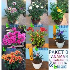 Tanaman hias dalam arti bunga merupakan tanaman yang mempunyai bunga yang cantik dengan satu atau banyak warna. Paket Promo Tanaman Hias Krisan Aster Dan Ruellia Dengan Macam Macam Warna Shopee Indonesia