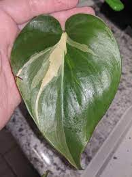 Buy the best and latest silver stripe on banggood.com offer the quality silver stripe on sale with worldwide free shipping. What Type Of Philo Is This Brazil Rio Silver Stripe Or Cream Splash Philodendron