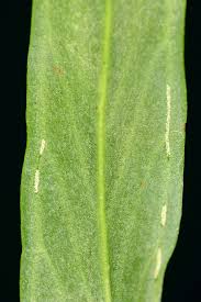 Image result for Vittaria reekmansii