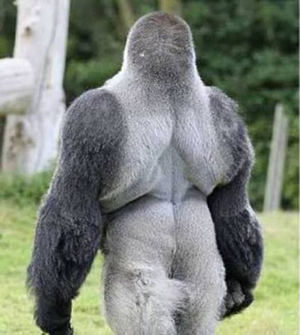 We - People Everywhere Are Absolutely Loving This Gorilla. Just Wait Till  He Turns Around And You Will Know Why 😮 Check the comments 👇👇