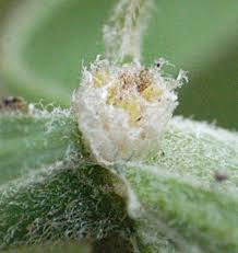 Image result for Pollichia campestris