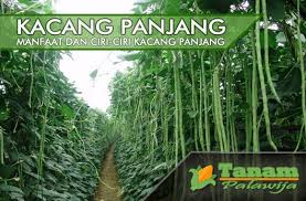 Cara menanam kacang panjang,dengan formula ajaib ala haji eng,kacang pangjang nantinya akan bisa berbuah lebat,dan panjang kacang lebih dari 1meterpupuk. Manfaat Dan Ciri Ciri Tanaman Kacang Panjang