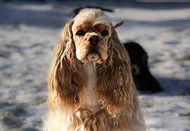 Image result for americký kokršpaněl