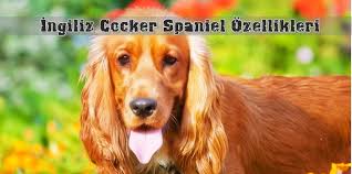 Ingiliz Cocker Spaniel Ozellikleri Tarihcesi Ve Bakimi Canlilar Net