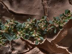 Image result for Euphorbia granulata