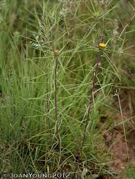 Image result for Geigeria brevifolia