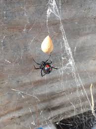 How the genes got there remains a mystery. Black Widow Laying It S First Sac Of Eggs Each Sac Can Have Up To 300 Baby Widows And Lay Up To 10 Sacs In One Summer Bug Off One Summer Black Widow