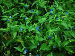 Image result for Commelina