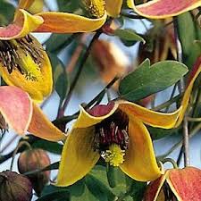 Explore our huge selection today! Clematis My Angel Buy Clematis Perennials Online Clematis Clematis Flower Clematis Vine