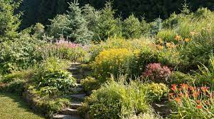 Transplants well (even did great when transplanted before the major drought last year and i didn't water it). The Best Plants For Our Indiana Landscape Altum S Zionsville In