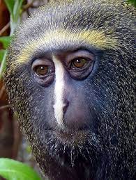 Owl Faced Monkey Endangered Animal Vulnerable Fugler