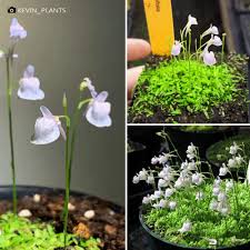 Image result for Utricularia formula