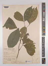 Image result for Pancovia