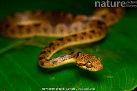 Image result for Rinorea elliptica