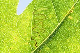 Image result for Stigmella basiguttella