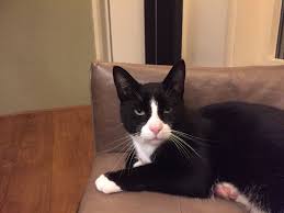 Black And White Tuxedo Cats Pin By Doodle Bugs4 On Zwartwitte Katten White Cats Cute Animals Black Cat