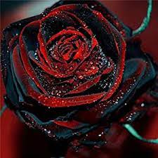 Maybe you would like to learn more about one of these? Variety House Rare Amazingly Beautiful Black Rose Flower With Red Edge Seedling Seed Rose Mix Soil Amazon In Garden Outdoors
