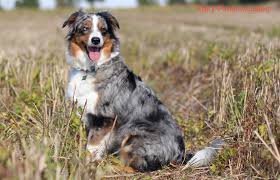 Both sexes can weigh anywhere. Fairy Floss Miss Moneypenny Fairy Floss Mini Aussies Miniature Australian Shepherd