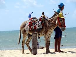 Resultado de imagem para praia do cumbuco, cearÃ¡